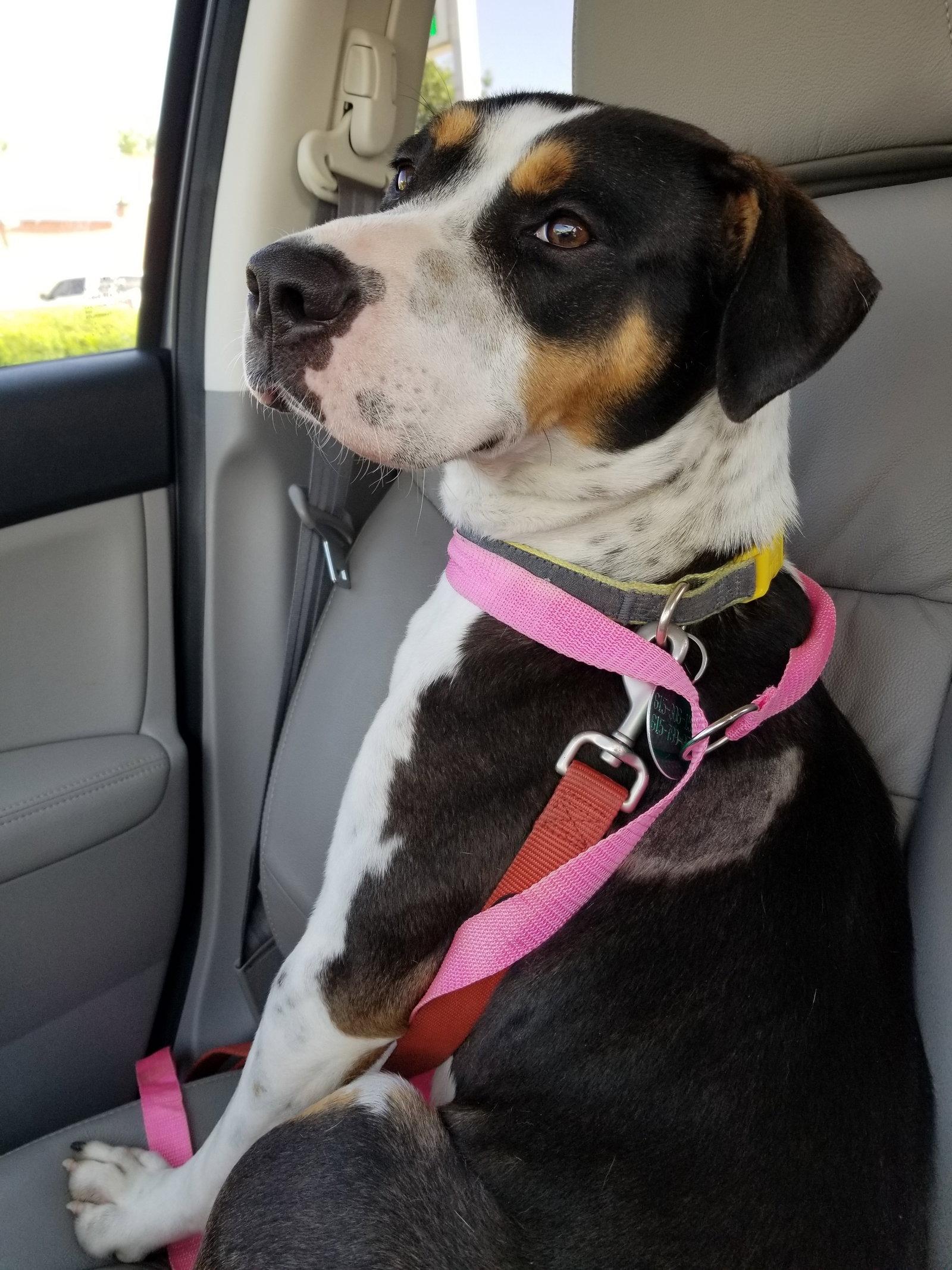 Kindle, Adopted, Young Female Beagle.