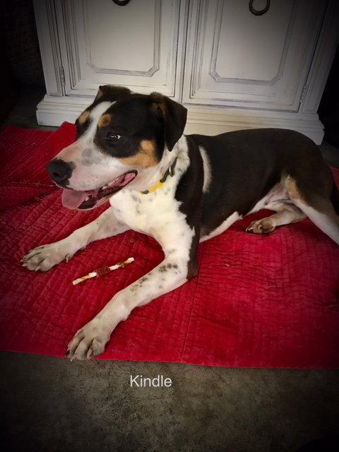 Enlarge Kindle, a Adopted Beagle in Nashville, TN image 2/3