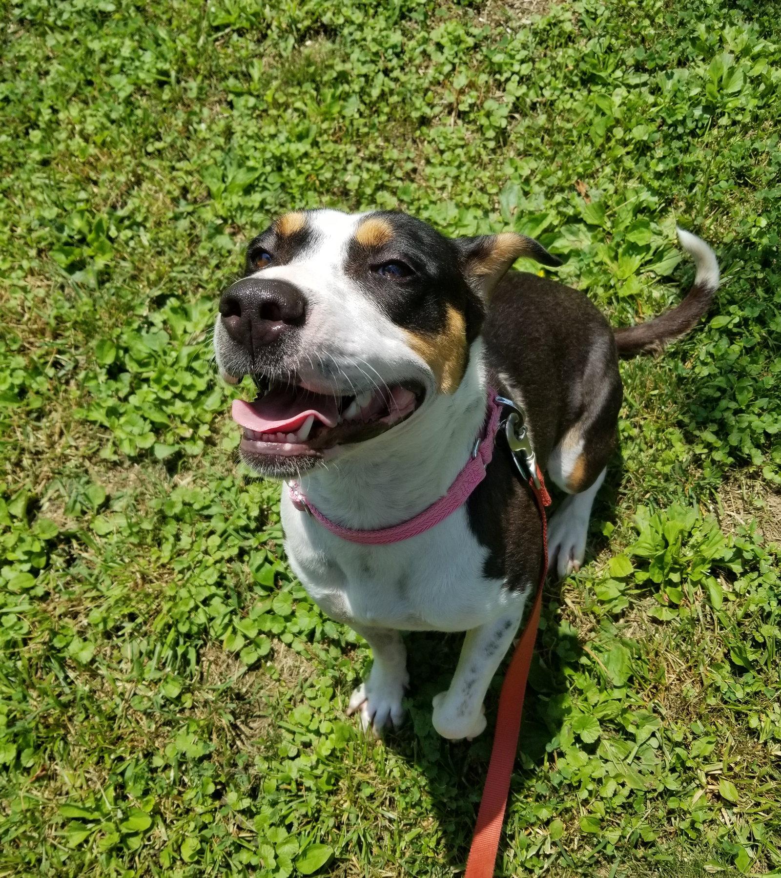 Enlarge Kindle, a Adopted Beagle in Nashville, TN image 3/3