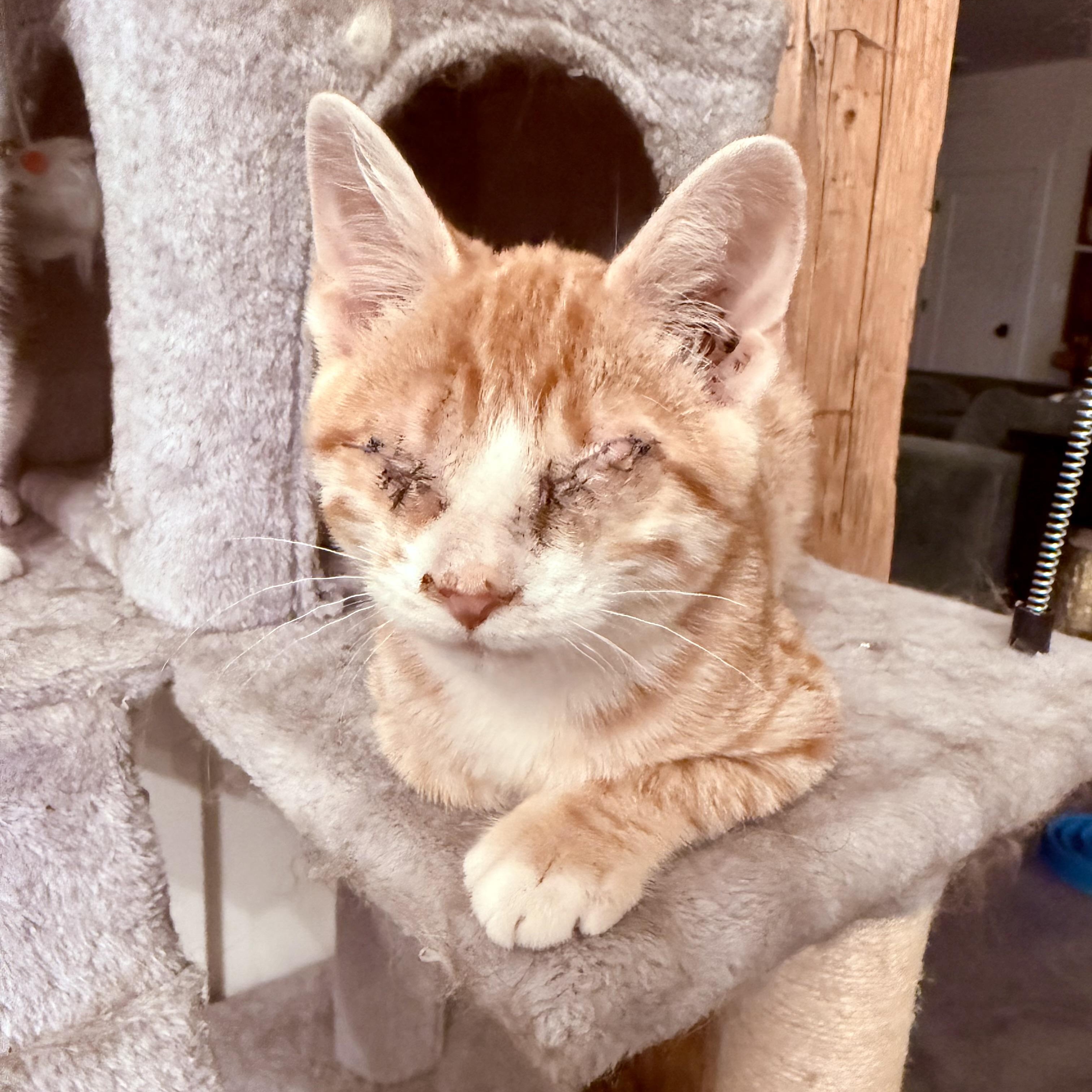 Clementine, adoptable, Kitten Female Domestic Short Hair.