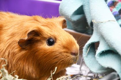 Coco, Adoptable, Adult Female Guinea Pig & Guinea Pig.