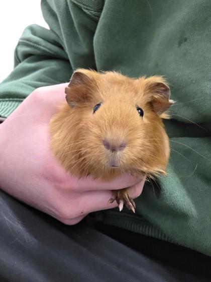 Coco, Adoptable, Adult Female Guinea Pig & Guinea Pig.