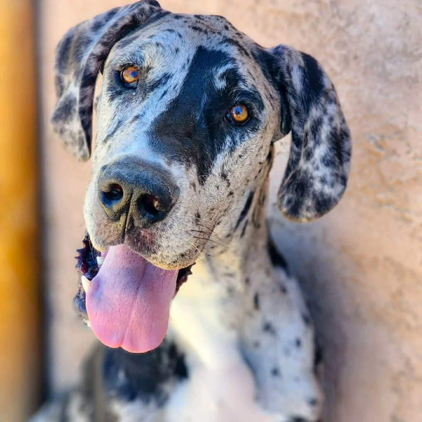 Tweedle Dum, Adoptable, Puppy Male Great Dane.