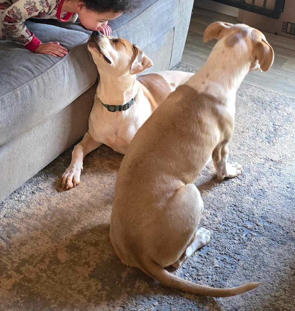 Poppi (Courtesy Post), Adoptable, Young Female Boxer & Labrador Retriever.