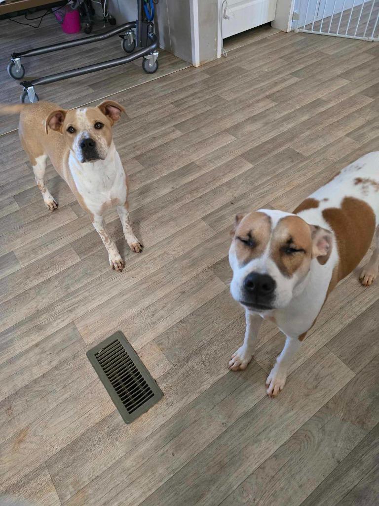 Poppi (Courtesy Post), Adoptable, Young Female Boxer & Labrador Retriever.