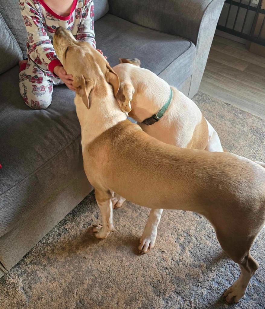 Enlarge Poppi (Courtesy Post), a Adoptable mixed breed in Rutherfordton, NC image 2/6