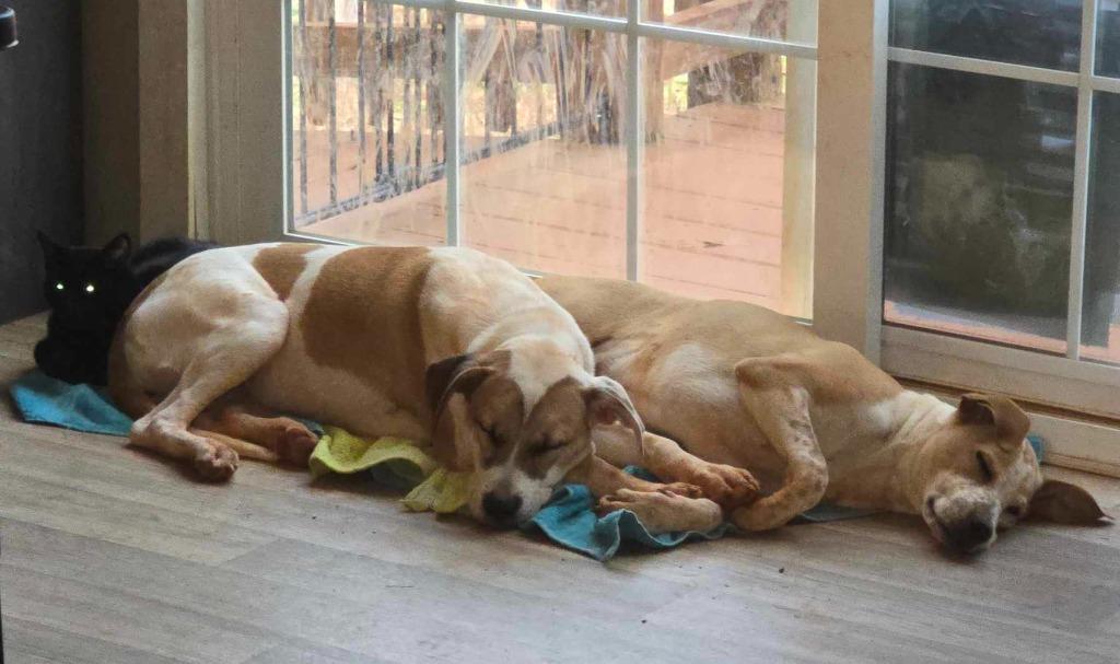 Enlarge Poppi (Courtesy Post), a Adoptable mixed breed in Rutherfordton, NC image 3/6