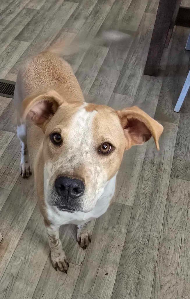 Enlarge Poppi (Courtesy Post), a Adoptable mixed breed in Rutherfordton, NC image 4/6