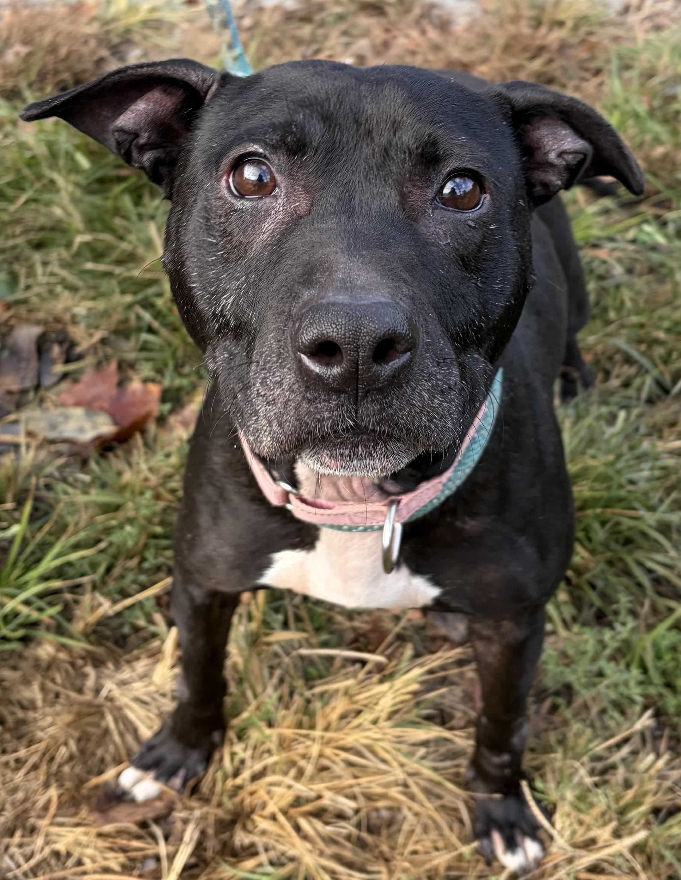 Buffy, Adoptable, Young Female Mixed Breed.