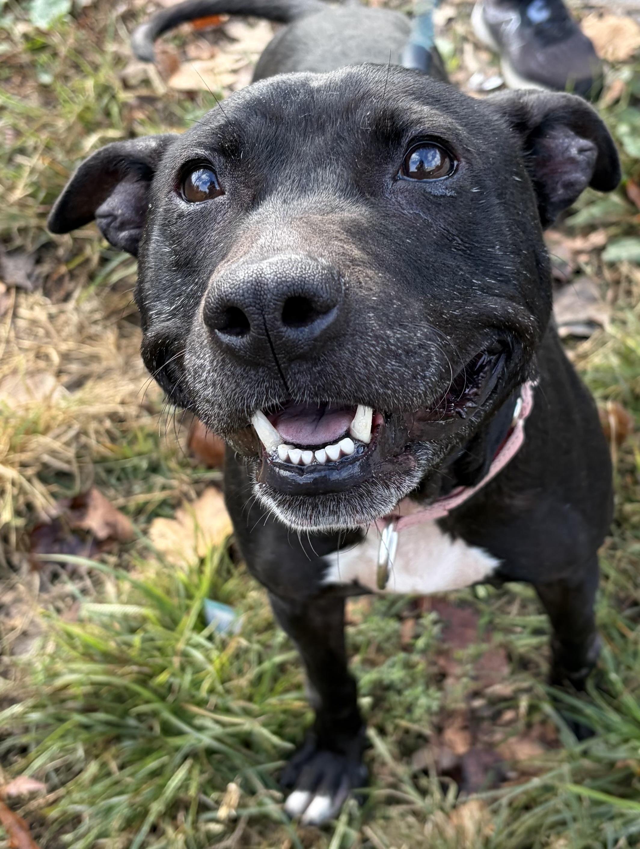 Enlarge Buffy, a Adoptable Mixed Breed in McKeesport, PA image 3/6