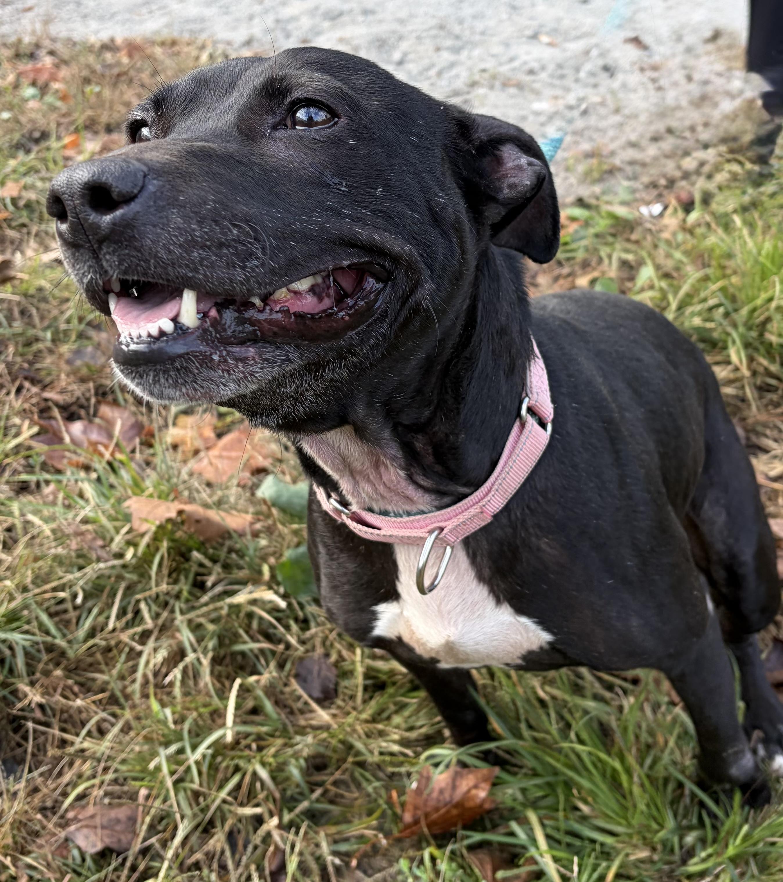 Enlarge Buffy, a Adoptable Mixed Breed in McKeesport, PA image 5/6