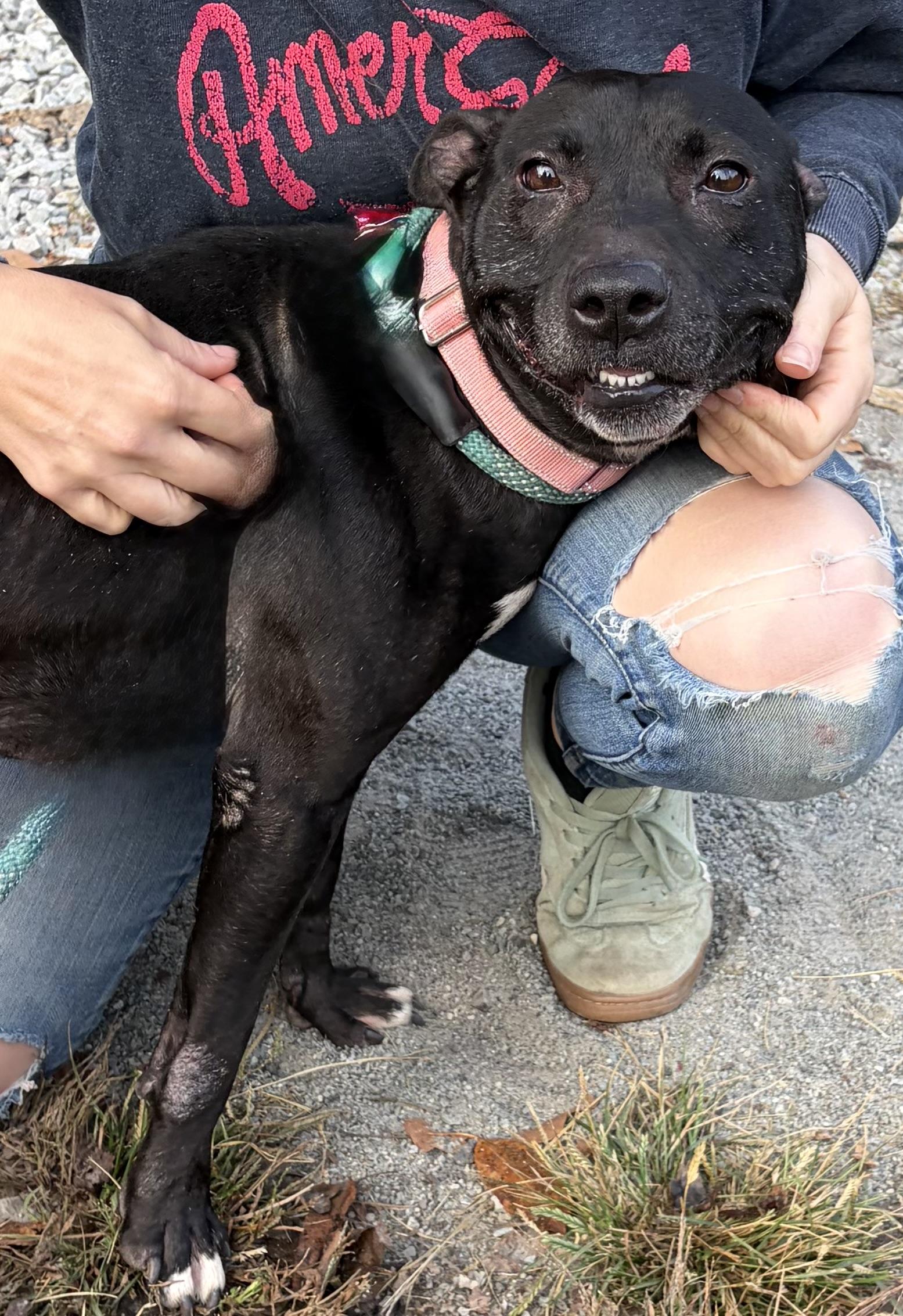 Enlarge Buffy, a Adoptable Mixed Breed in McKeesport, PA image 4/6