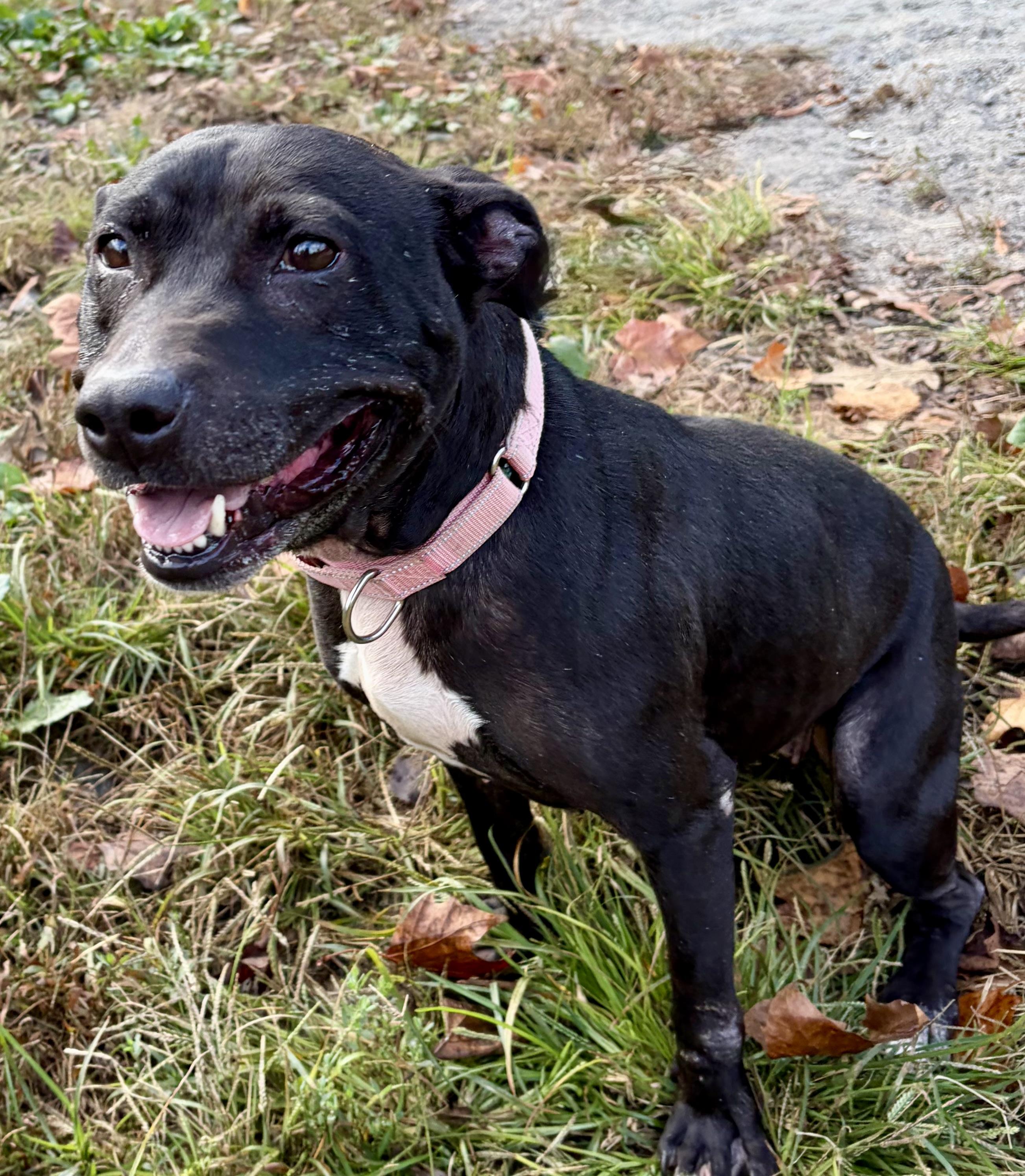 Enlarge Buffy, a Adoptable Mixed Breed in McKeesport, PA image 6/6
