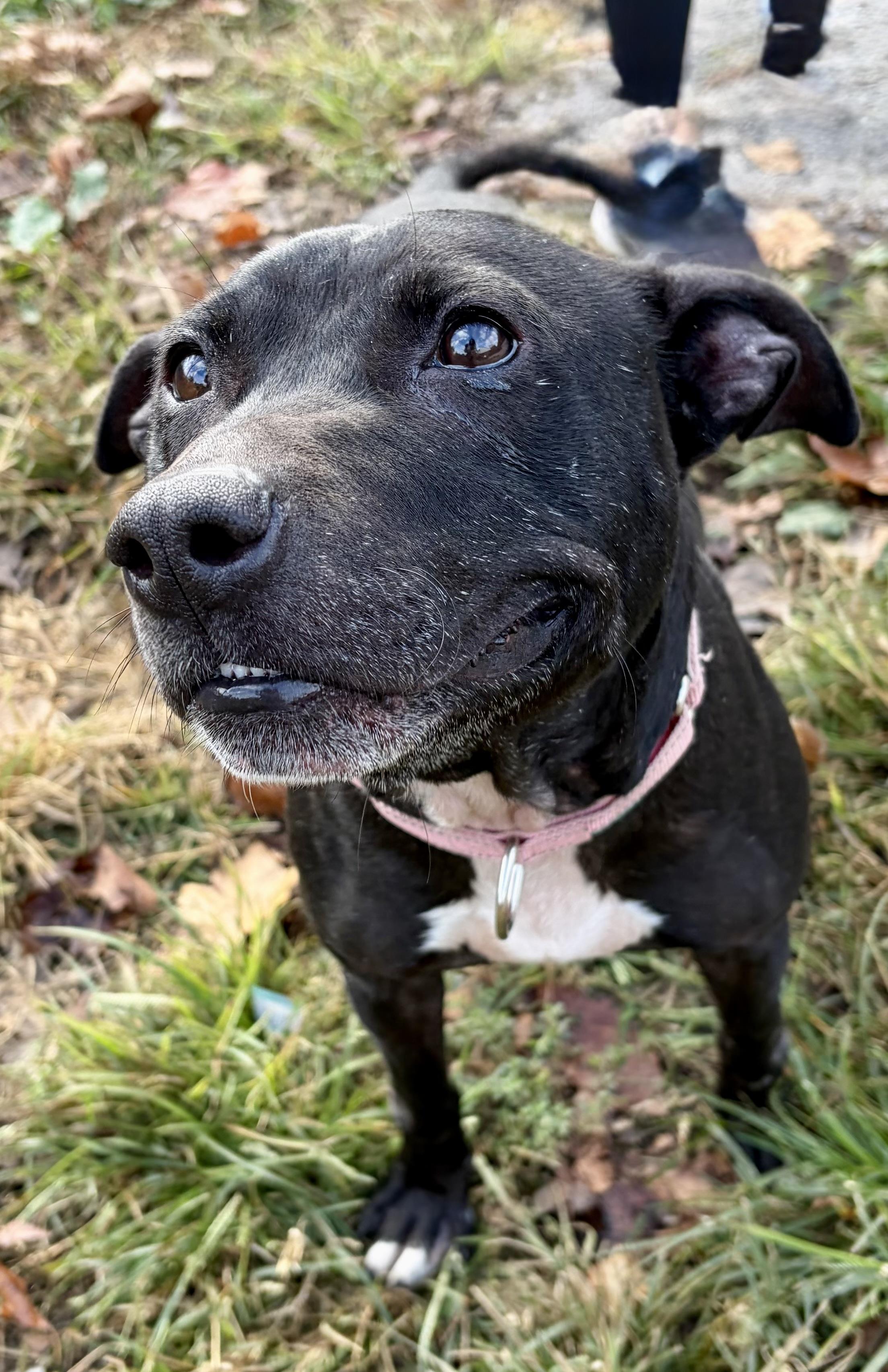 Enlarge Buffy, a Adoptable Mixed Breed in McKeesport, PA image 2/6