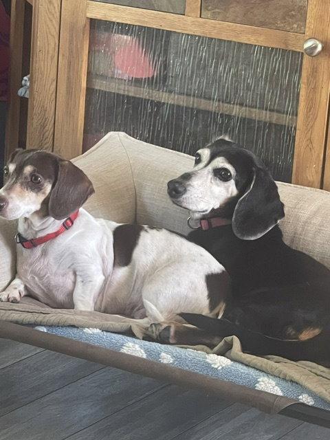 Baby San Diego (bonded with Snuggles), Adoptable, Senior Female Dachshund.