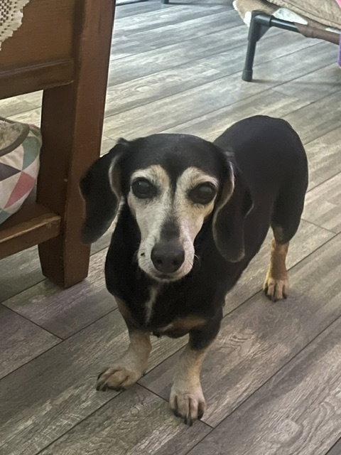 Baby San Diego (bonded with Snuggles), a Adoptable Dachshund in Los Angeles, CA image 2/2
