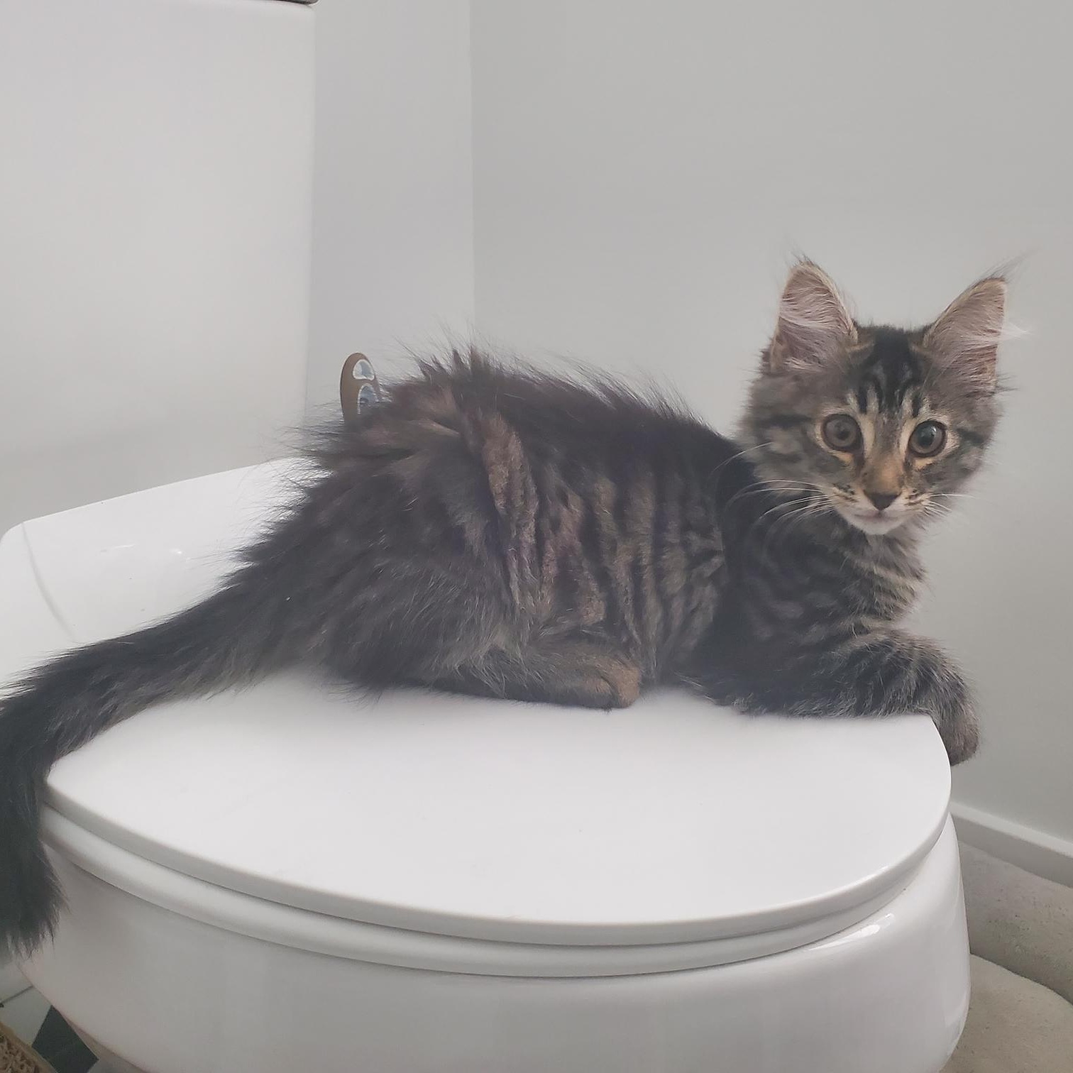 Postmates, adopted, Kitten Male Domestic Medium Hair.