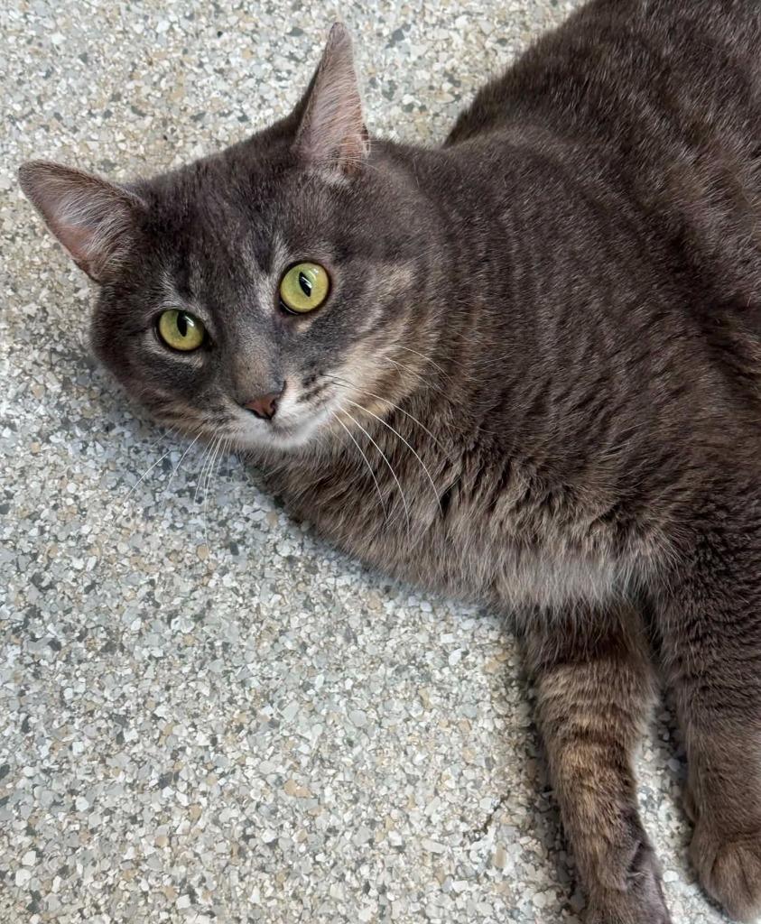 Enlarge Ricochet, a Adoptable mixed breed in Viroqua, WI image 2/6