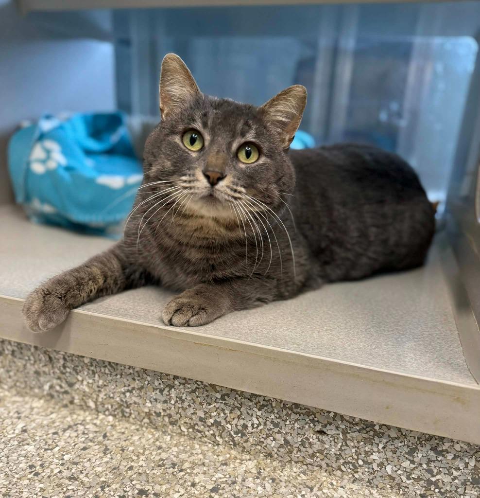 Enlarge Ricochet, a Adoptable mixed breed in Viroqua, WI image 3/6