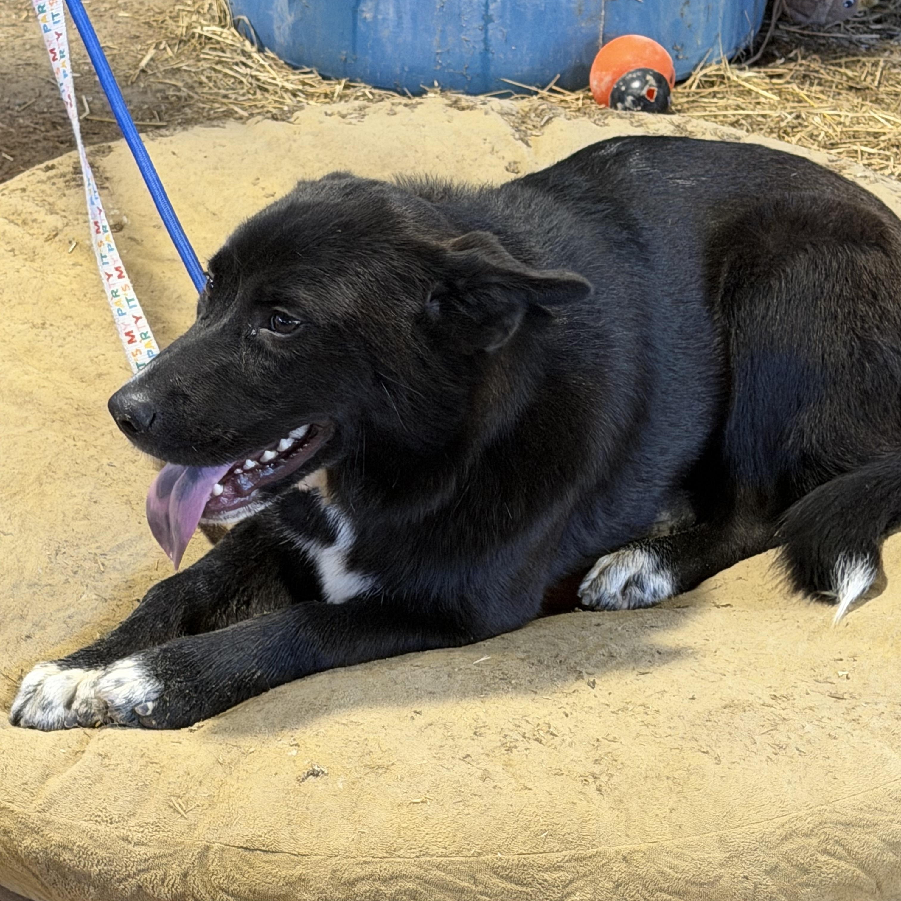 Bonnie, a ADOPTABLE mixed breed in Cedarburg, WI image 1/3