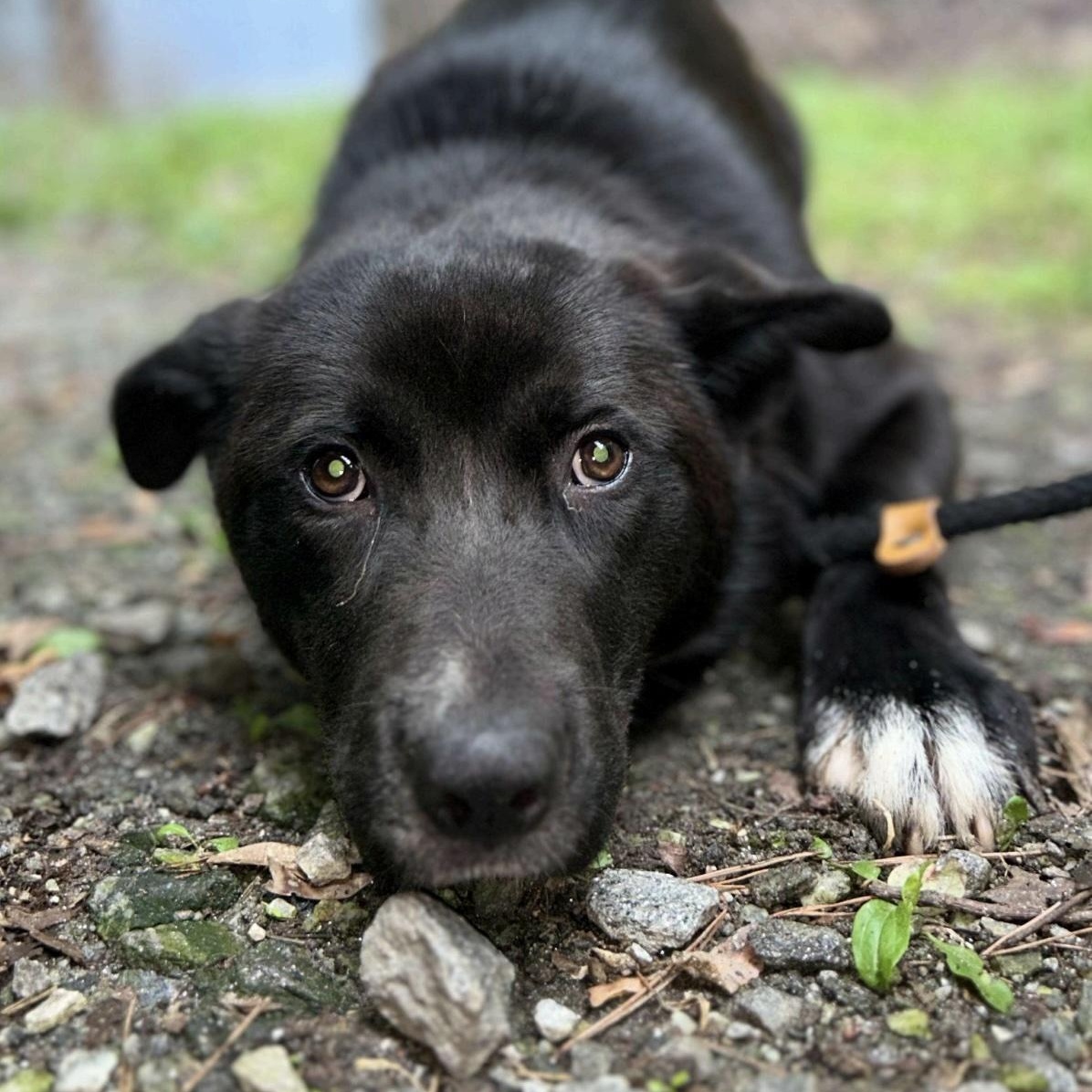 Bonnie, a ADOPTABLE mixed breed in Cedarburg, WI image 2/3