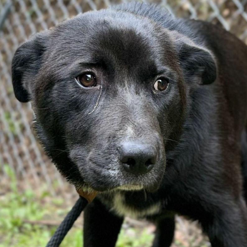 Bonnie, a ADOPTABLE mixed breed in Cedarburg, WI image 3/3