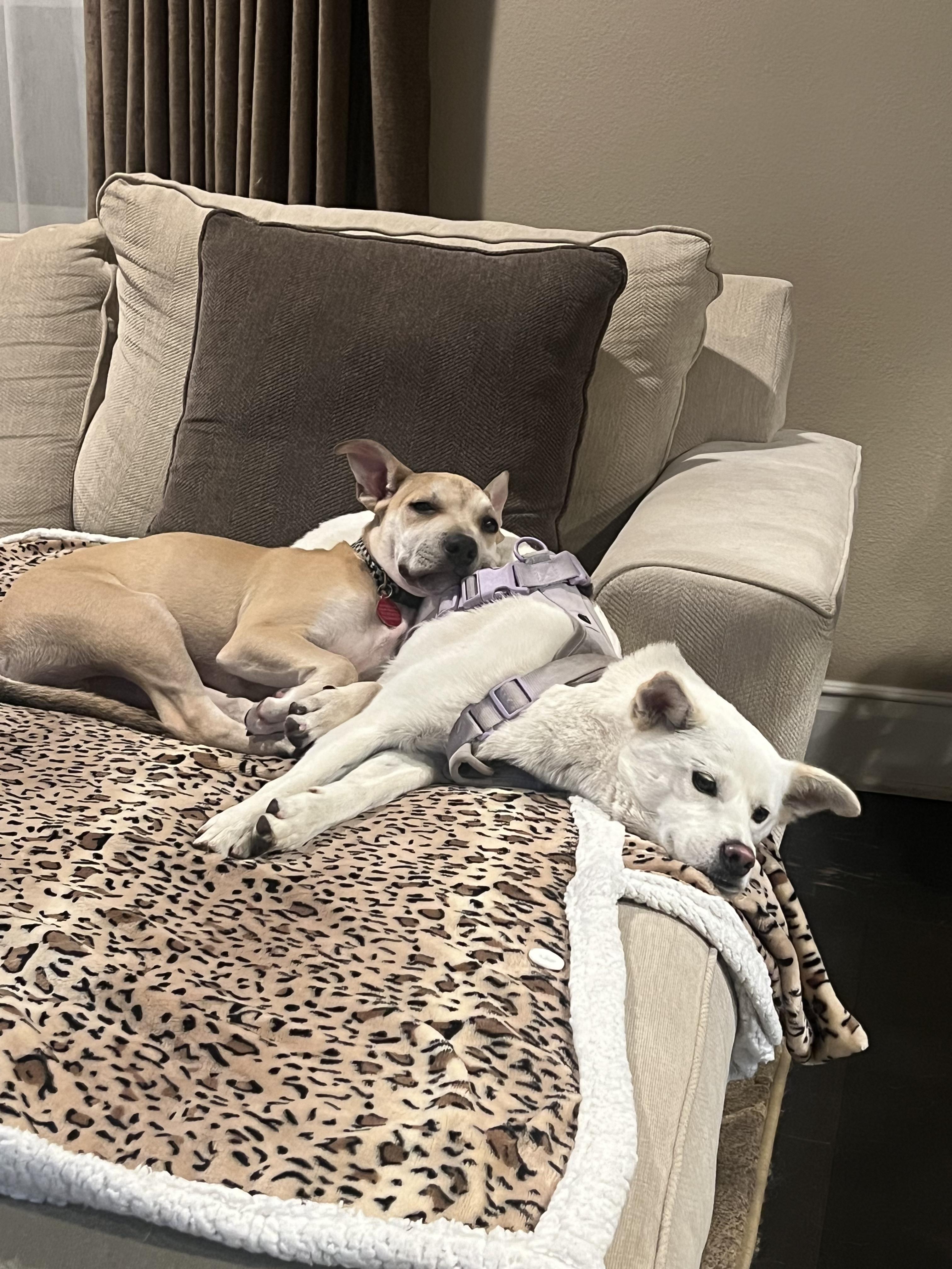 Enlarge Cosmo, a Adoptable Pit Bull Terrier in los angeles, CA image 3/6