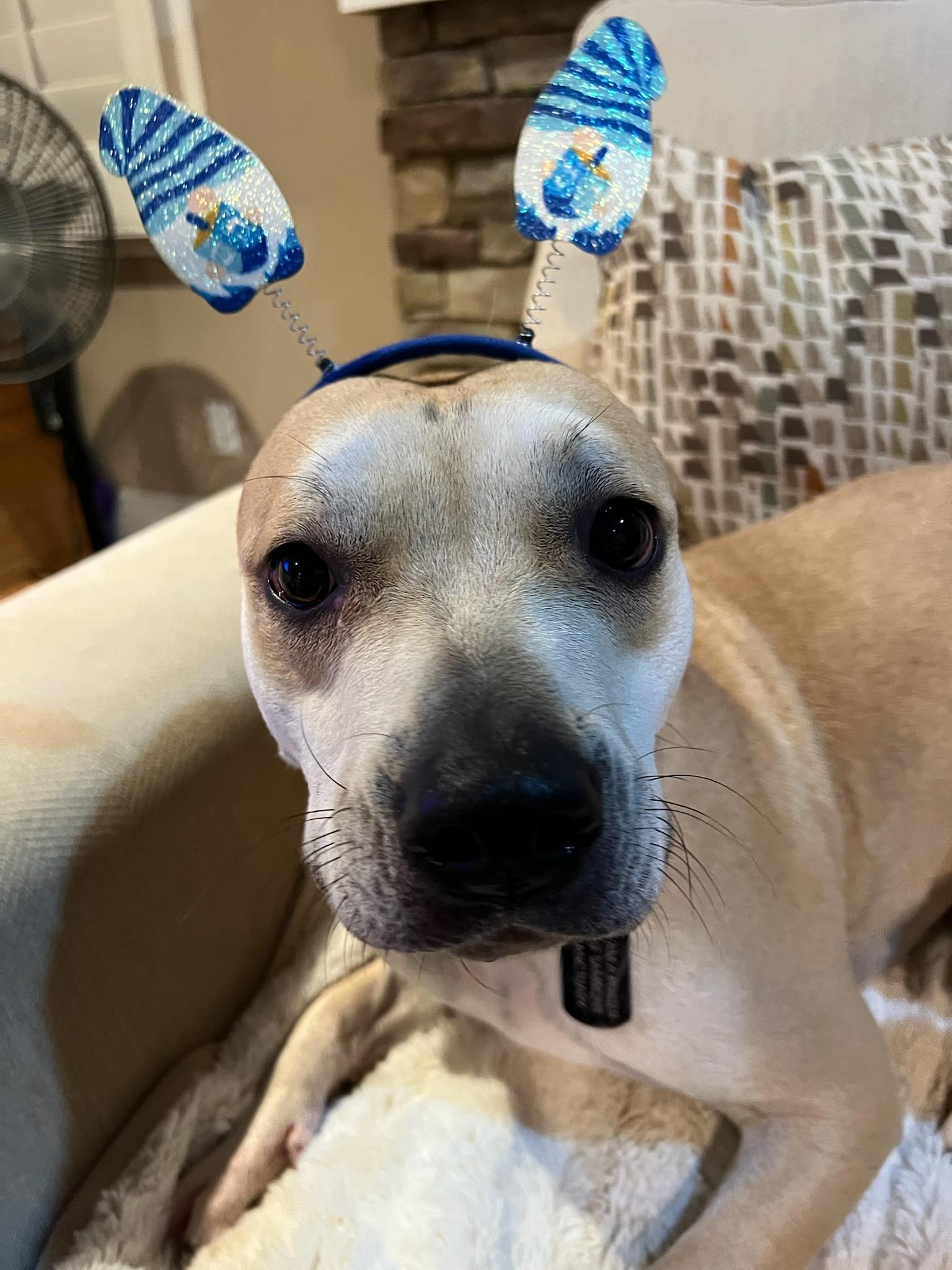 Enlarge Cosmo, a Adoptable Pit Bull Terrier in los angeles, CA image 5/6