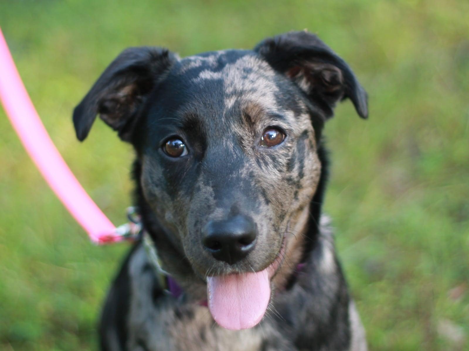 Luna Faye, Adoptable, Young Female Australian Shepherd.