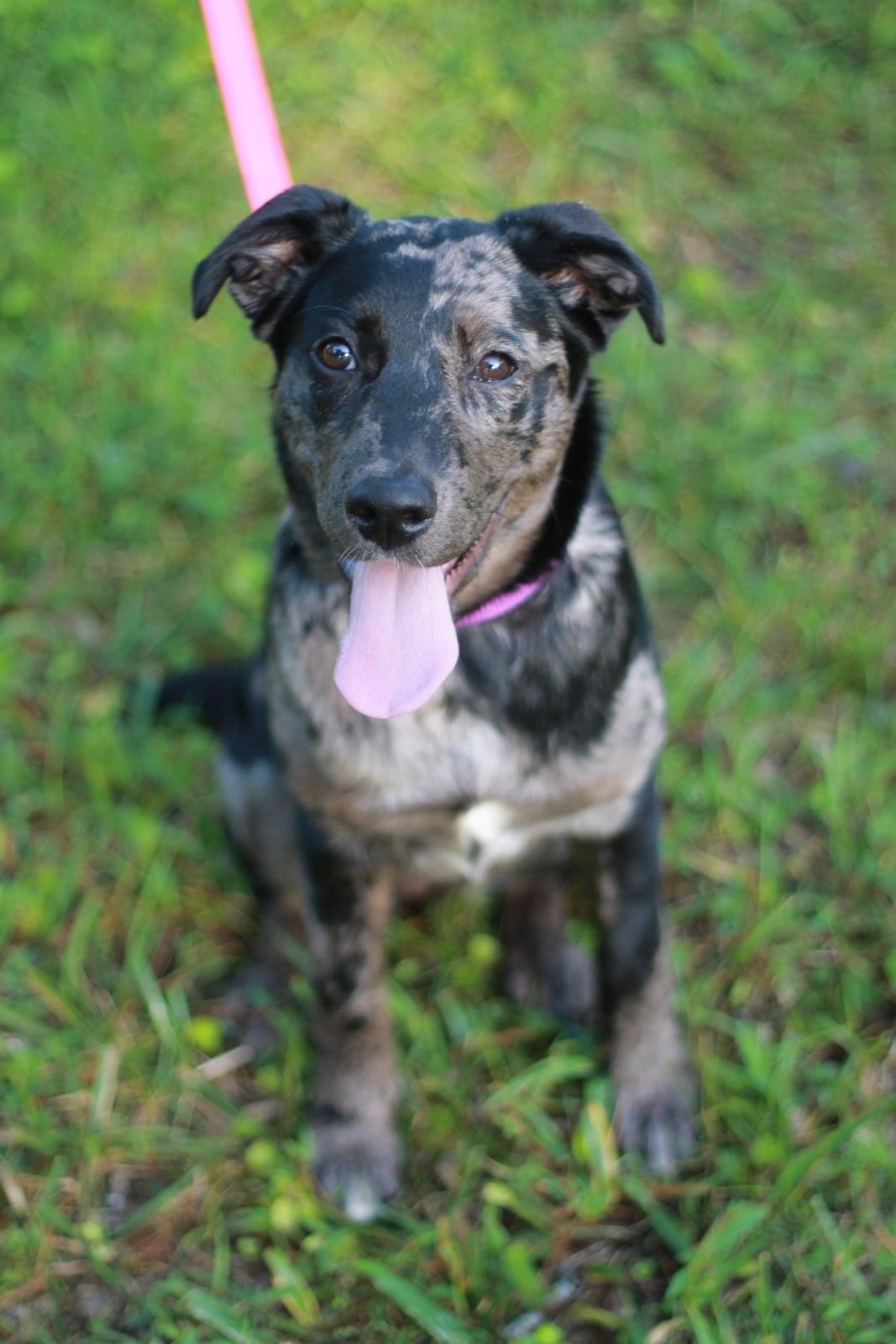 Luna Faye, a Adoptable Australian Shepherd in Cookeville, TN image 2/3