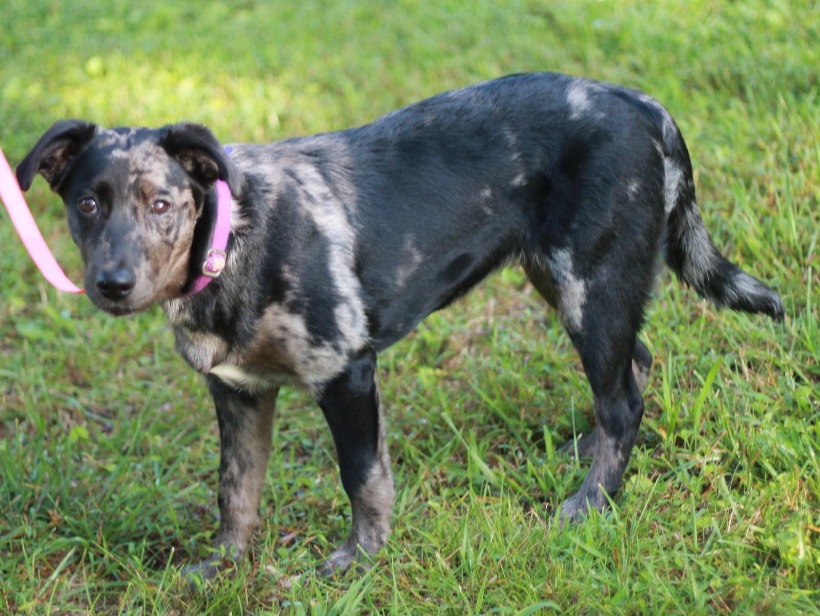 Luna Faye, a Adoptable Australian Shepherd in Cookeville, TN image 3/3