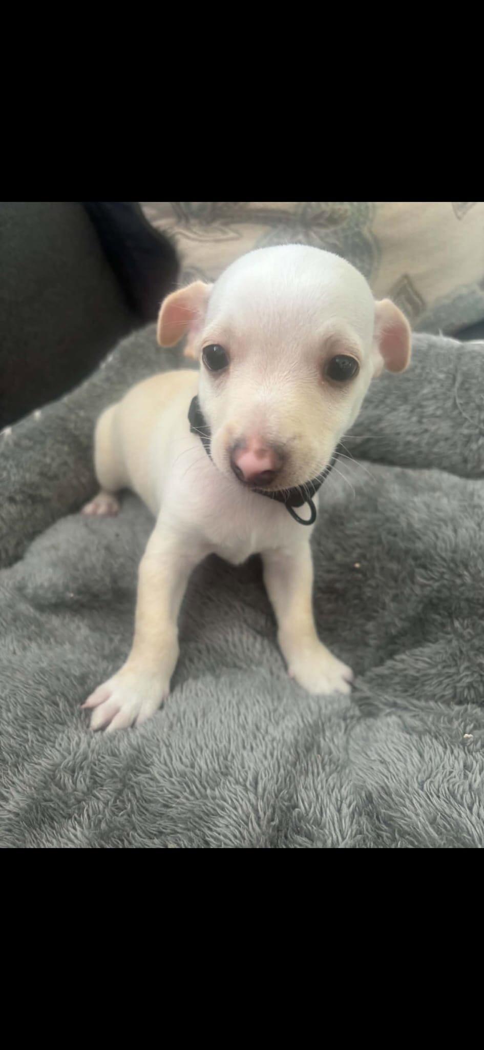 Tom, Adoptable, Puppy Male Chihuahua.