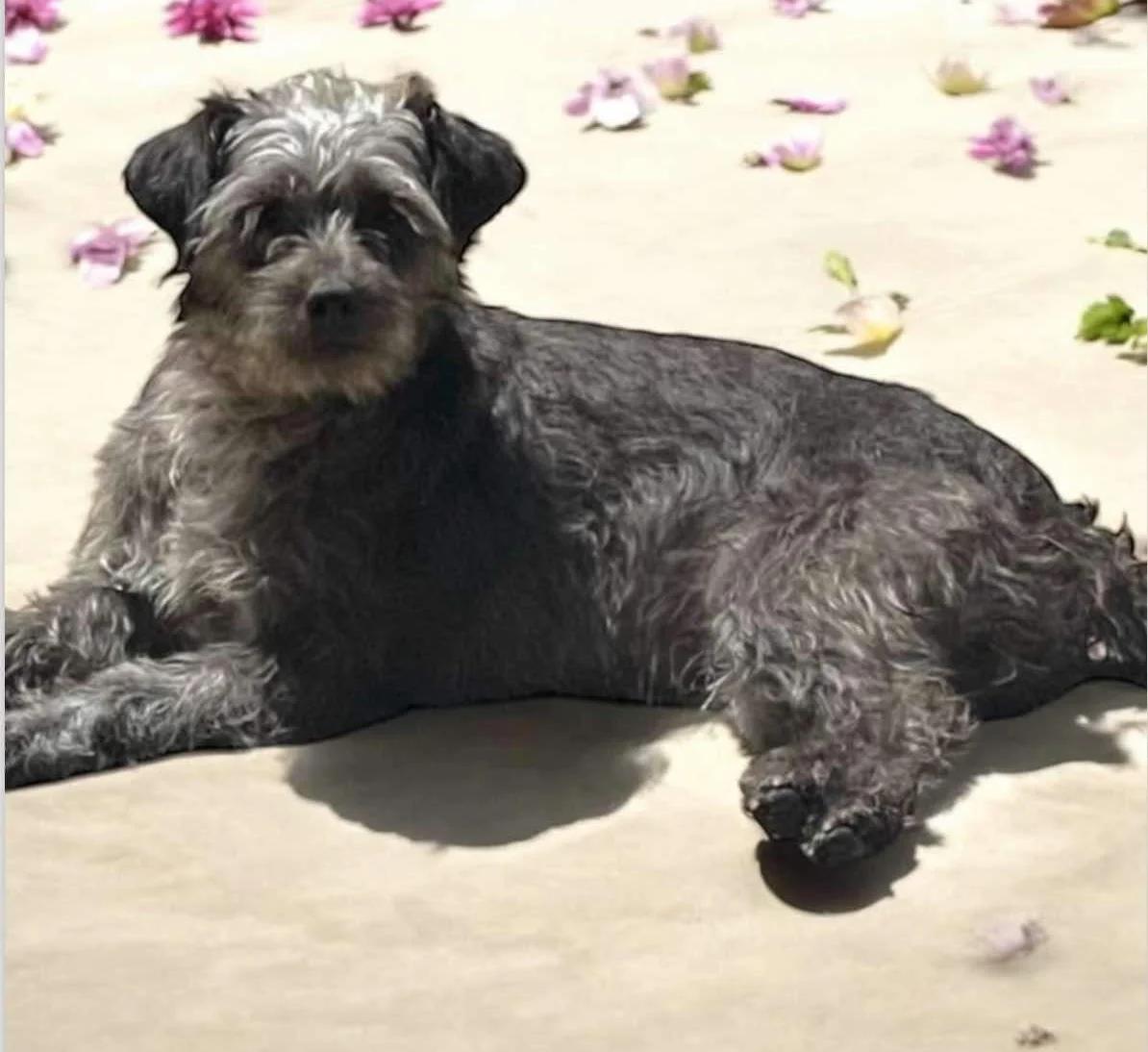 Rosalyn, Adoptable, Adult Female Terrier & Schnauzer.