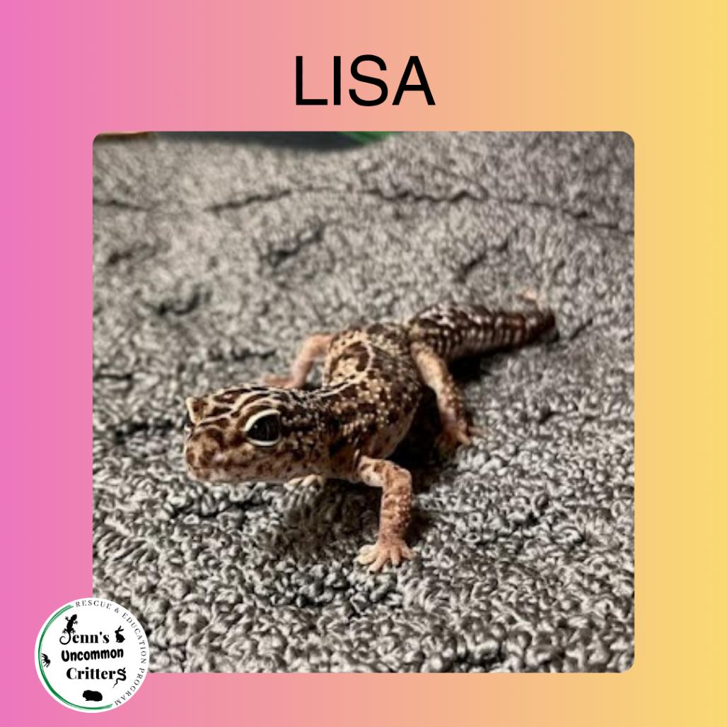 Enlarge Lisa, a Adoptable Gecko in Frederick, MD image 1/3