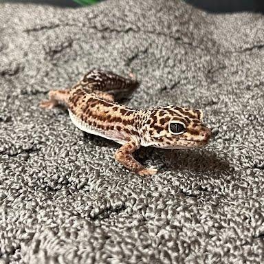 Enlarge Lisa, a Adoptable Gecko in Frederick, MD image 2/3