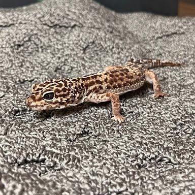 Enlarge Lisa, a Adoptable Gecko in Frederick, MD image 3/3
