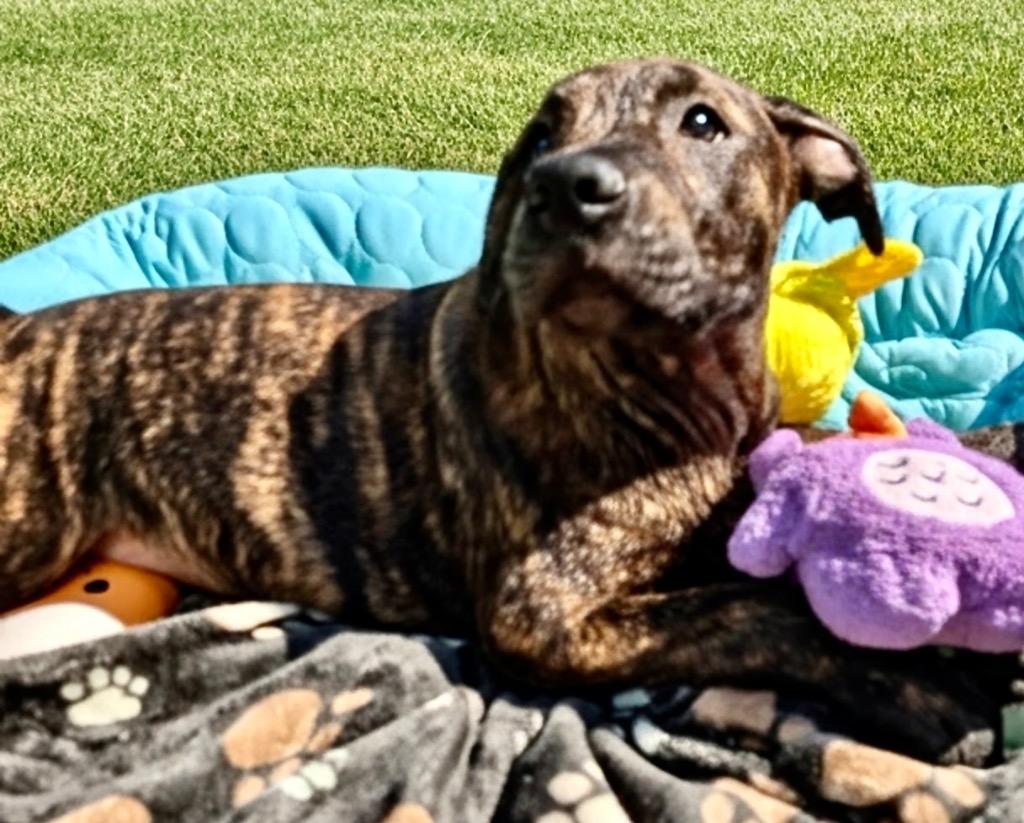 Enlarge Dushi-4mo Old Puppy, a Adoptable mixed breed in Fort Myers, FL image 1/2