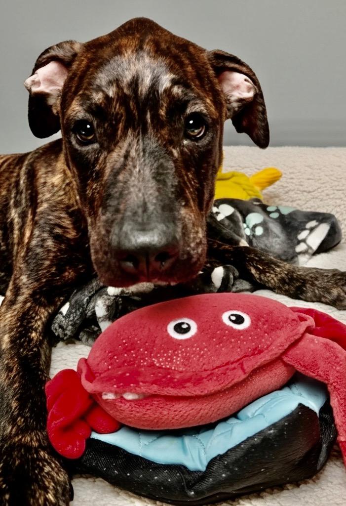 Enlarge Dushi-4mo Old Puppy, a Adoptable mixed breed in Fort Myers, FL image 2/2