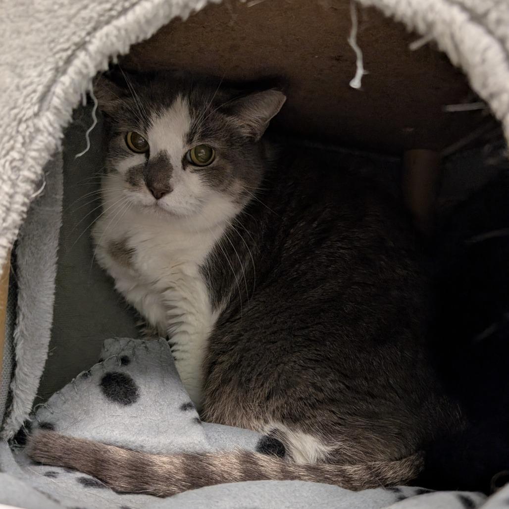 Princess, Adoptable, Senior Female Domestic Short Hair.