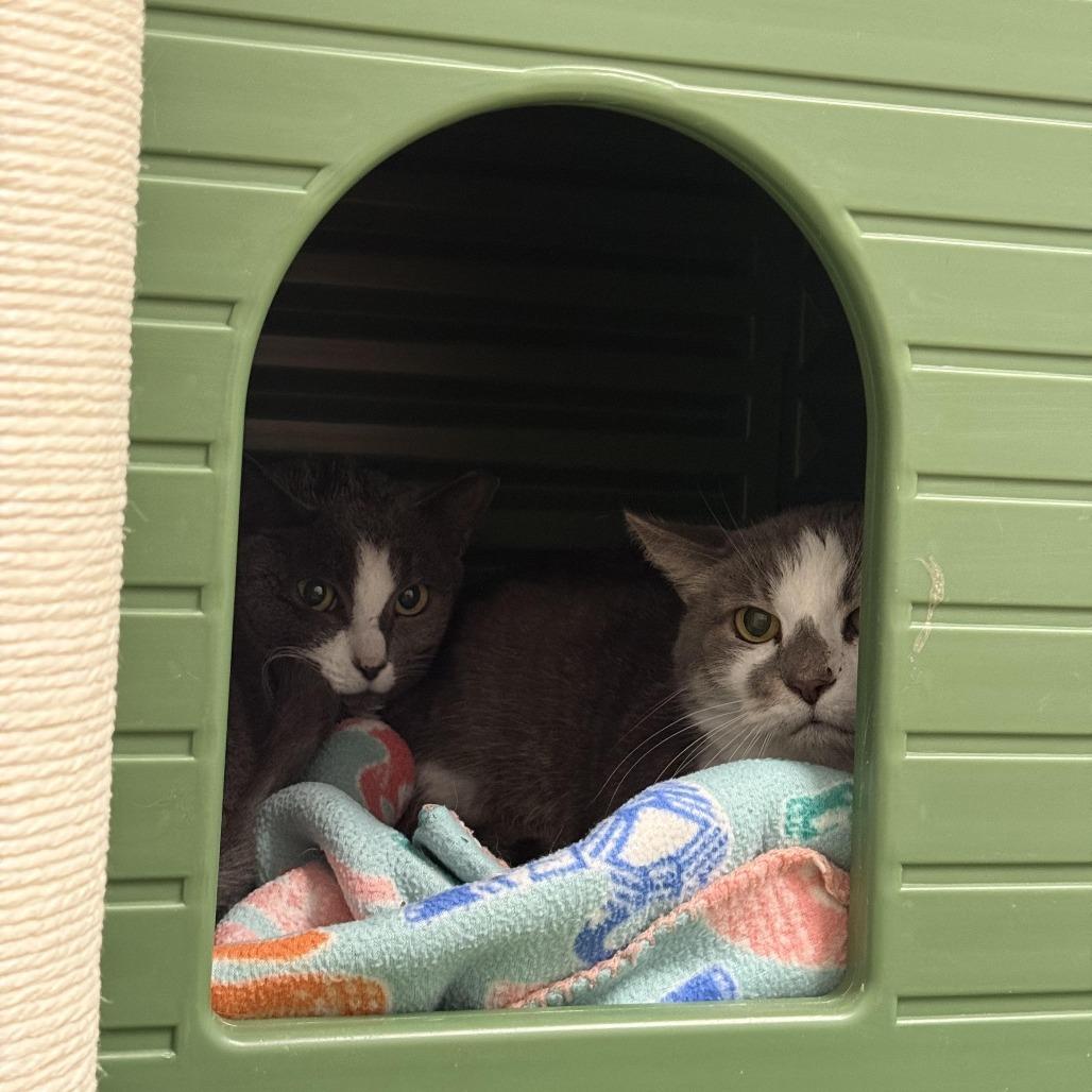 Princess, a Adoptable Domestic Short Hair in Titusville, FL image 2/3