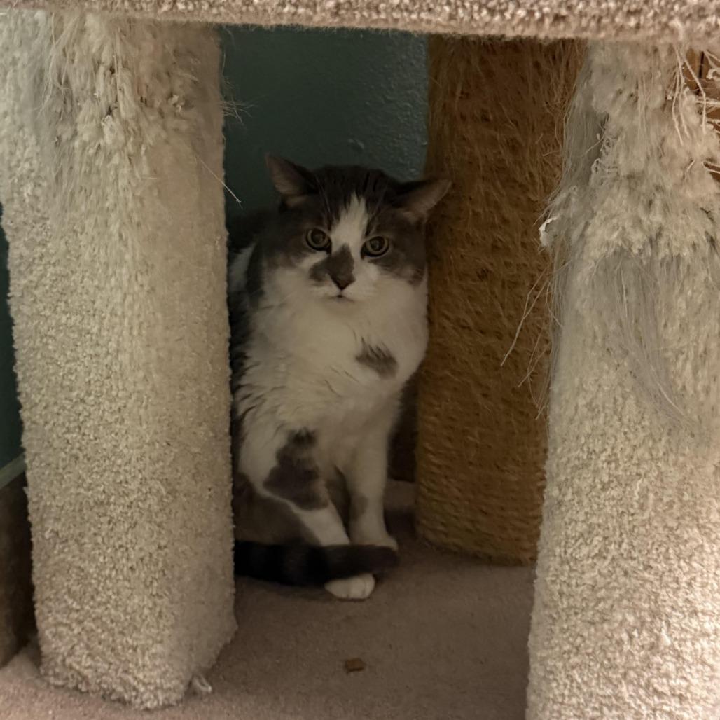 Princess, a Adoptable Domestic Short Hair in Titusville, FL image 3/3