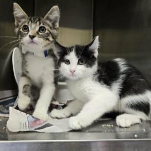 Beau Maxwell, a Adoptable Domestic Short Hair in Madison, WI image 1/3