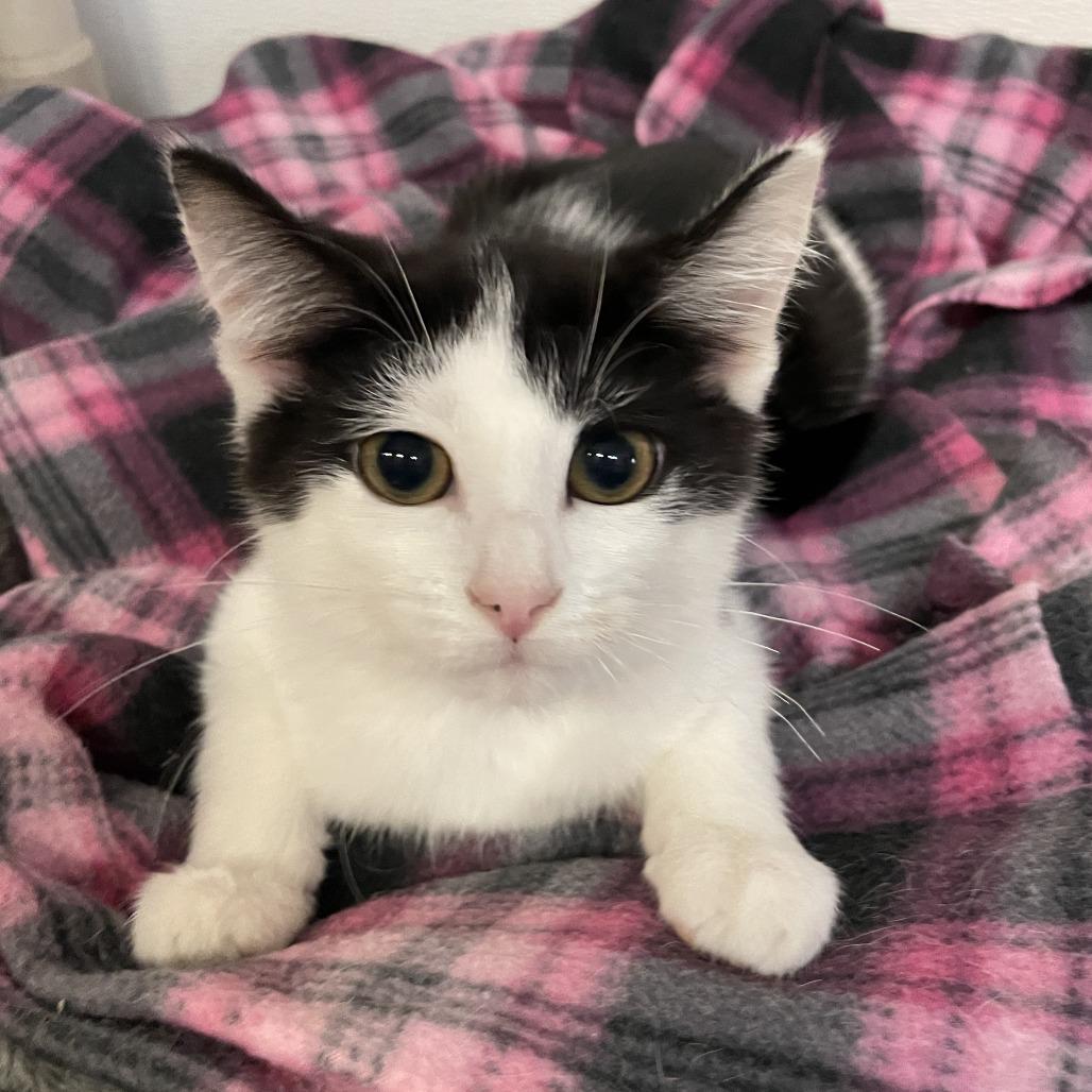 Beau Maxwell, a Adoptable Domestic Short Hair in Madison, WI image 2/3