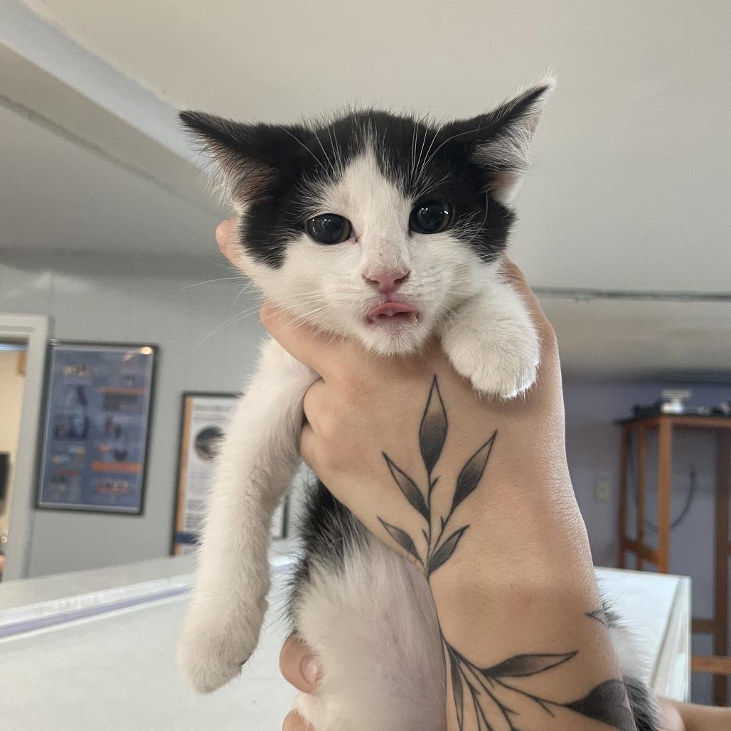 Beau Maxwell, a Adoptable Domestic Short Hair in Madison, WI image 3/3