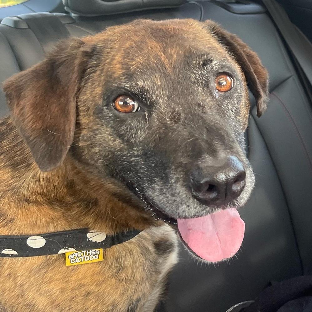 Layla - PLEASE READ ALL INFORMATION, Adoptable, Senior Female Black Mouth Cur & Labrador Retriever.