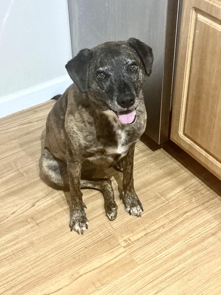 Enlarge Layla - PLEASE READ ALL INFORMATION, a Adoptable mixed breed in Greenville, SC image 2/6