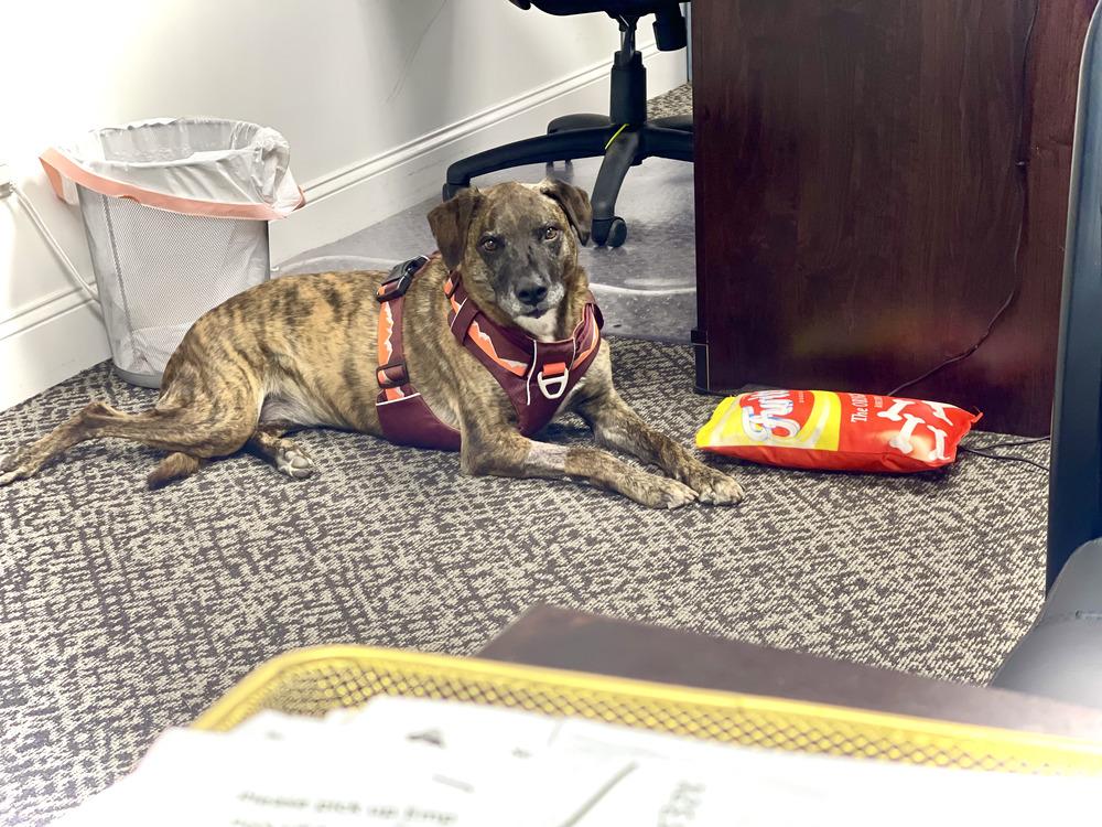 Layla - PLEASE READ ALL INFORMATION, Adoptable, Senior Female Black Mouth Cur & Labrador Retriever.