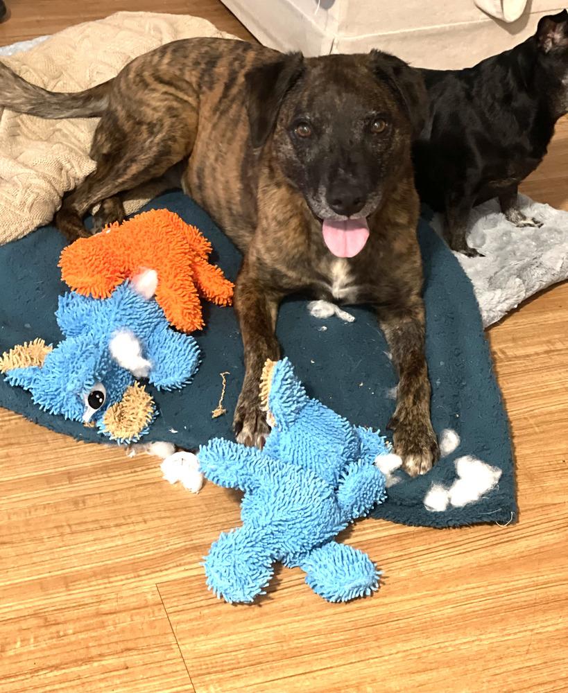 Enlarge Layla - PLEASE READ ALL INFORMATION, a Adoptable mixed breed in Greenville, SC image 4/6