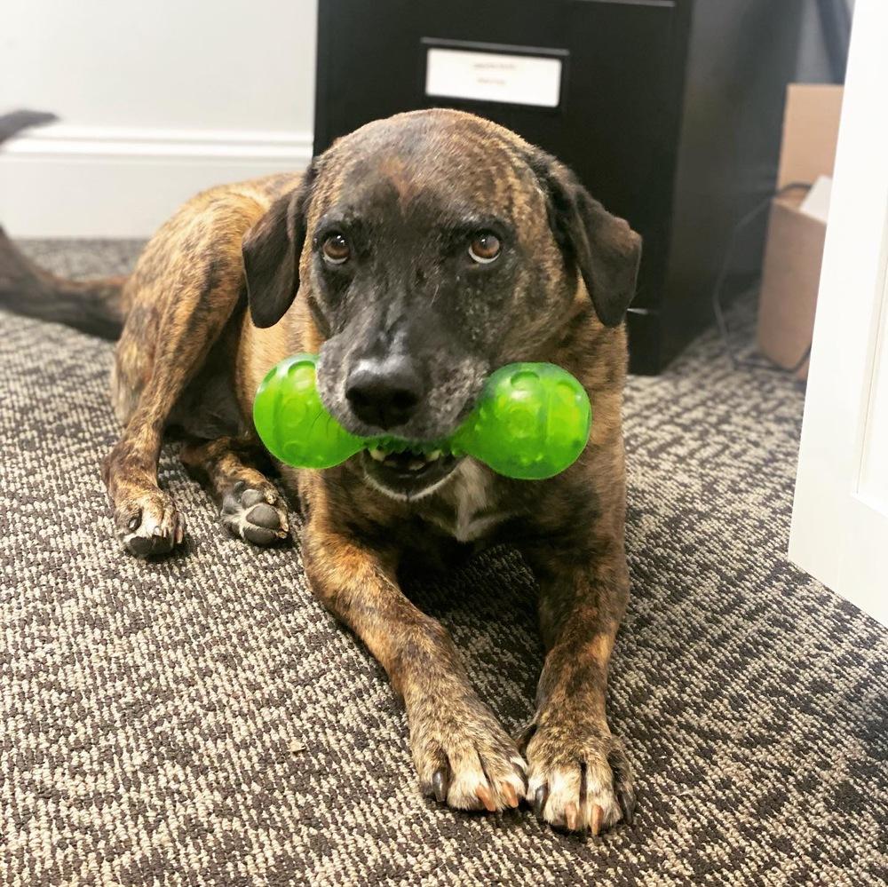 Enlarge Layla - PLEASE READ ALL INFORMATION, a Adoptable mixed breed in Greenville, SC image 6/6