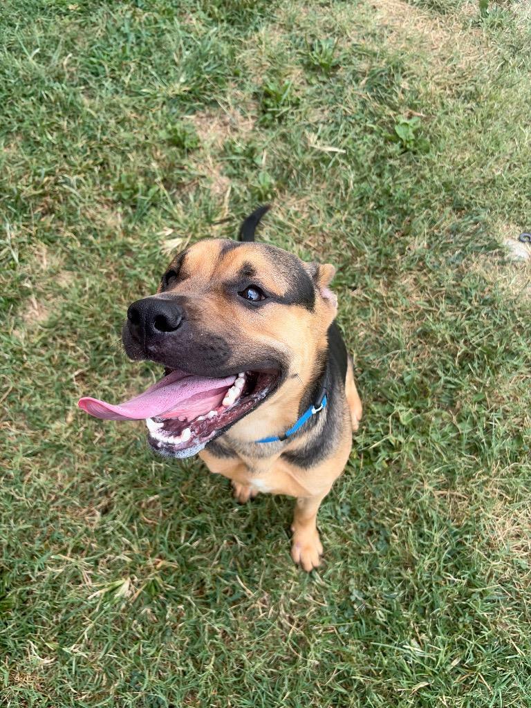 Maverick, Adoptable, Young Male Mixed Breed.